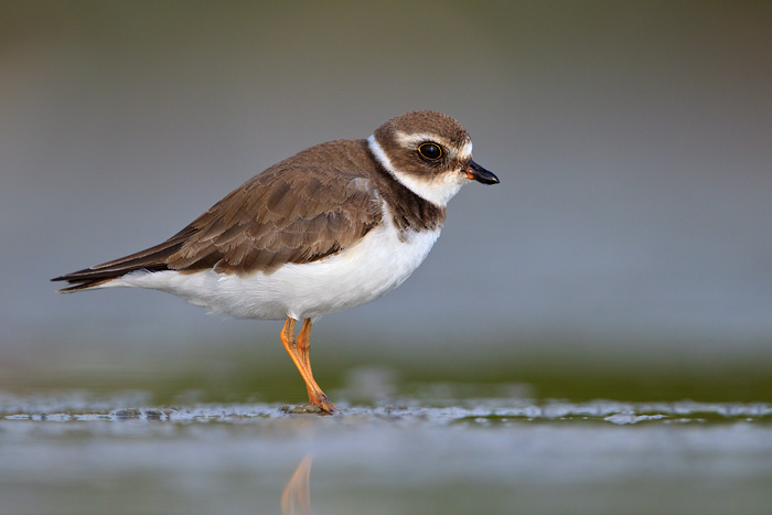 Semipalmated Plover