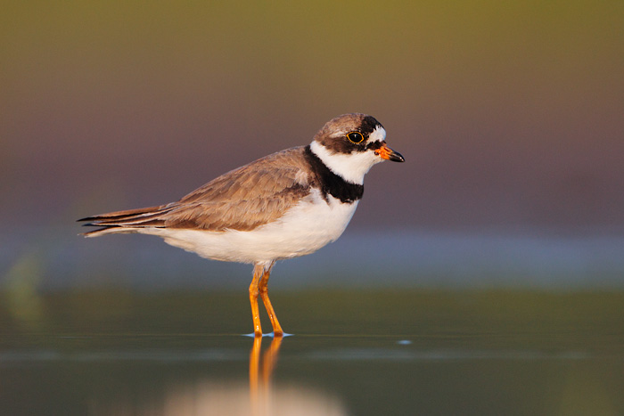 Semipalmated Plover