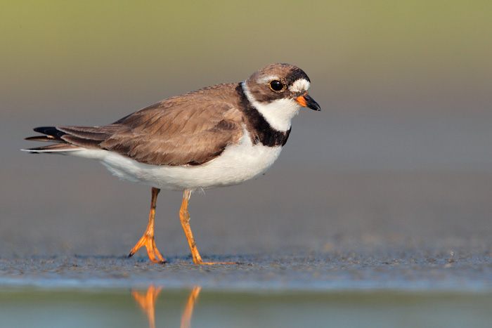 Semipalmated Plover