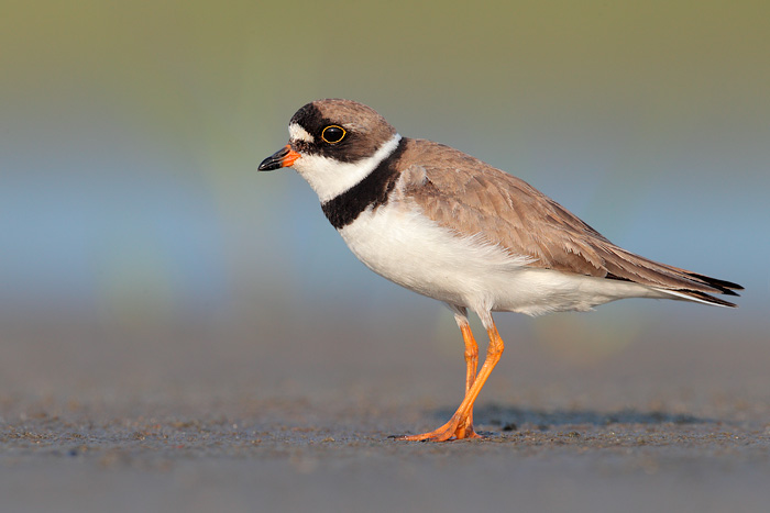 Semipalmated Plover