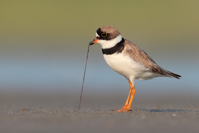 Semipalmated Plover