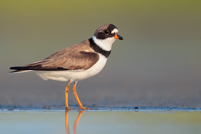 Semipalmated Plover