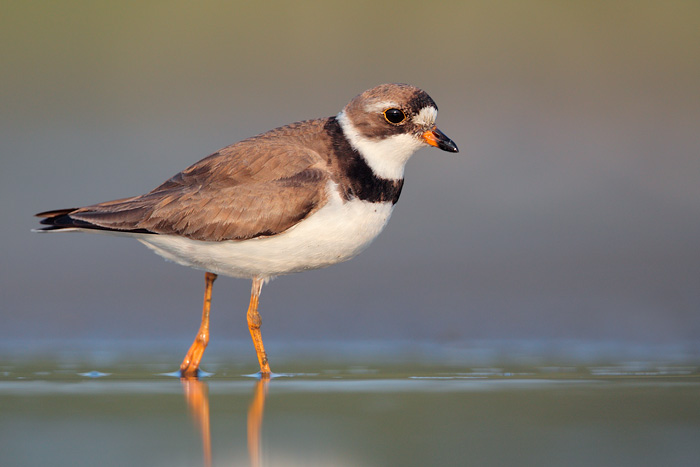 Semipalmated Plover