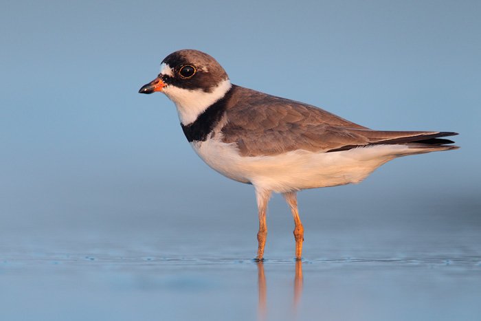 Semipalmated Plover