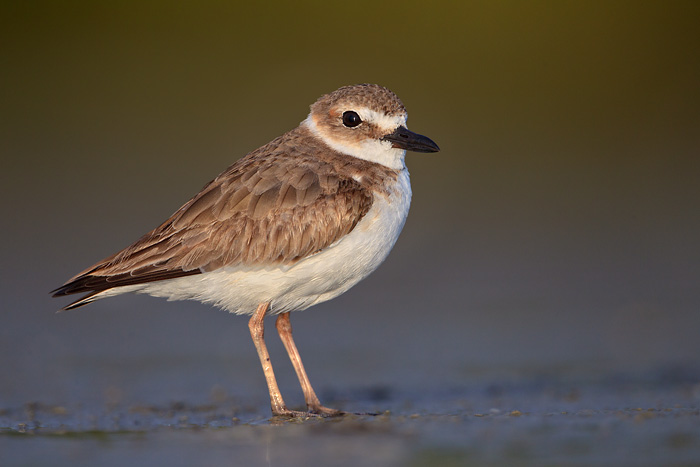 Wilson's Plover