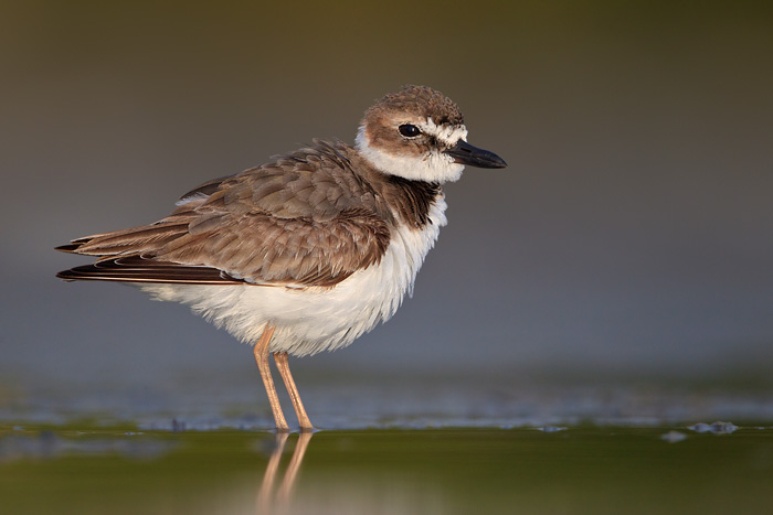 Wilson's Plover