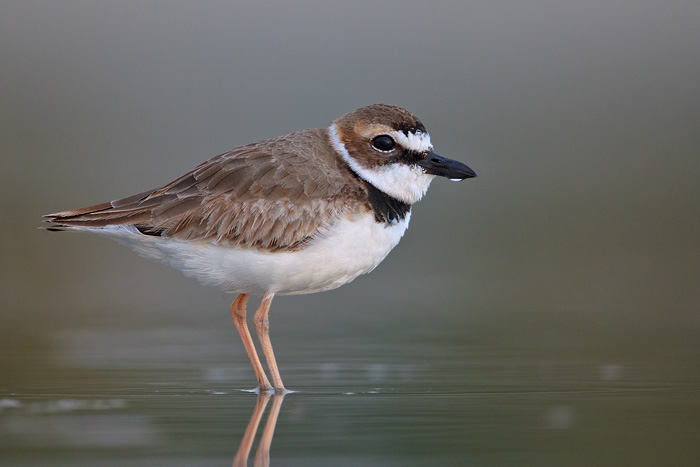 Wilson's Plover