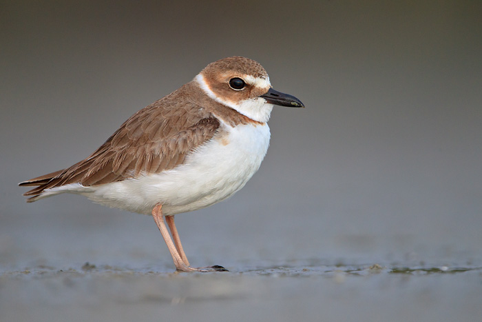 Wilson's Plover