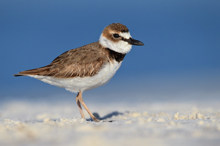 Wilsons Plover