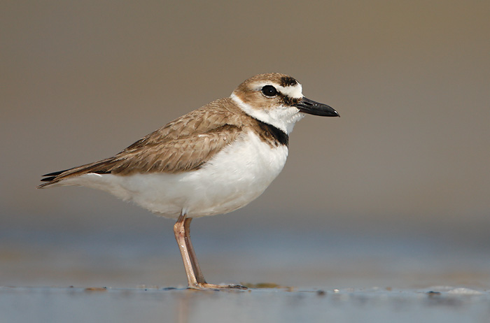 Wilson's Plover