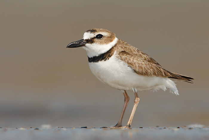 Wilson's Plover