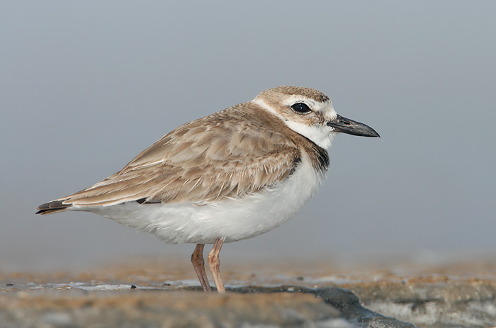 Wilson's Plover