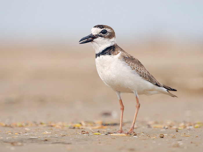 Wilson's Plover