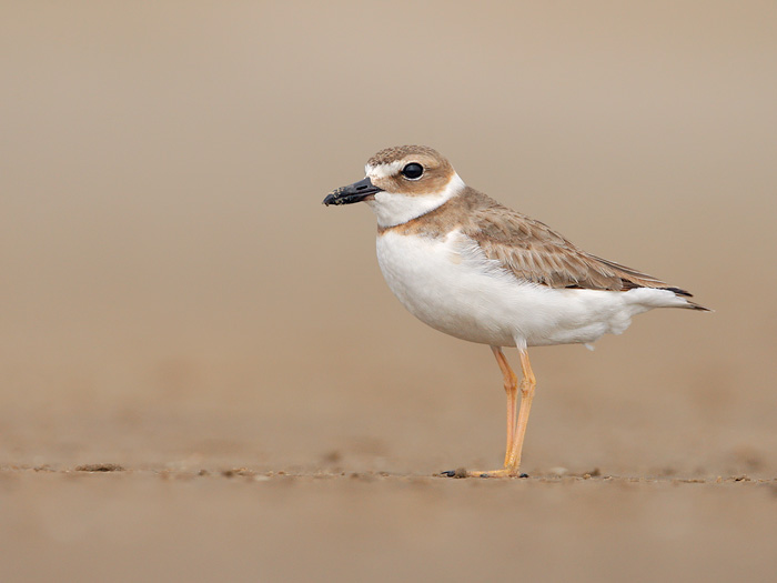 Wilson's Plover