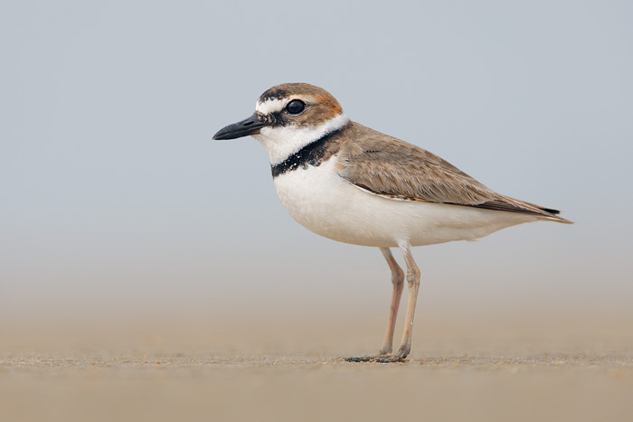 Wilson's Plover