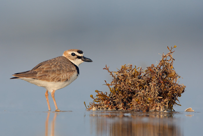 Wilson's Plover