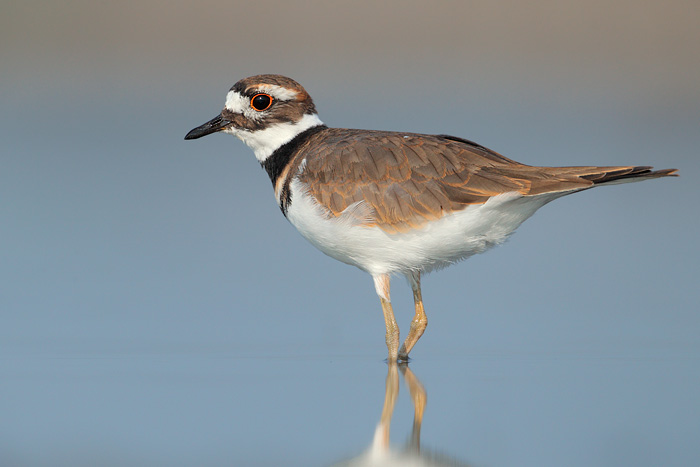 Killdeer