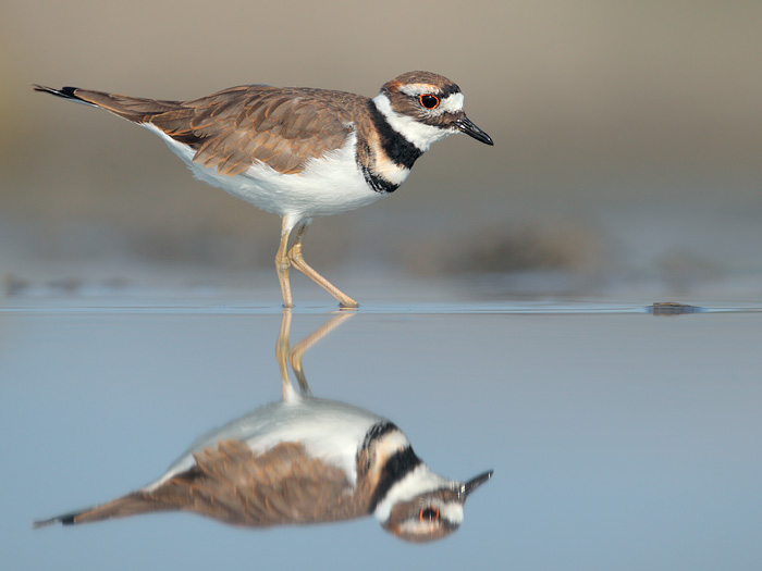 Killdeer