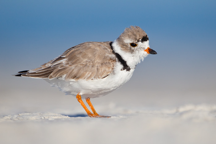 Piping Plover