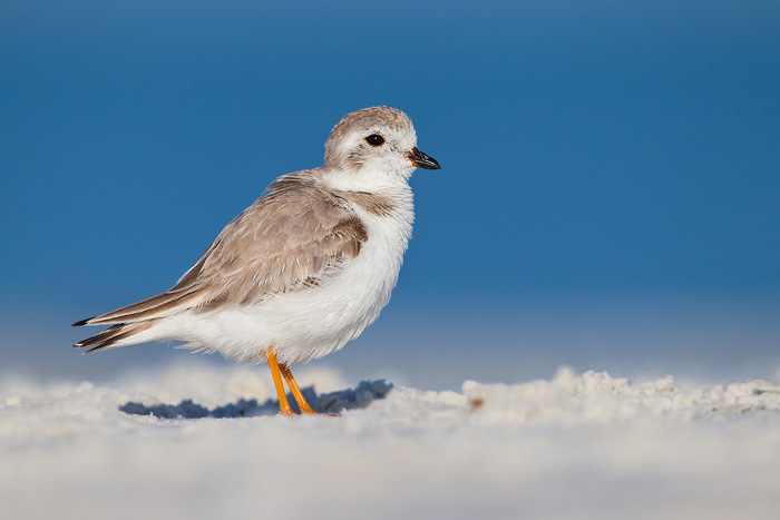 Piping Plover