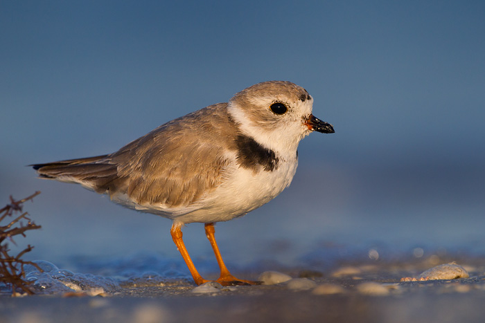 Piping Plover