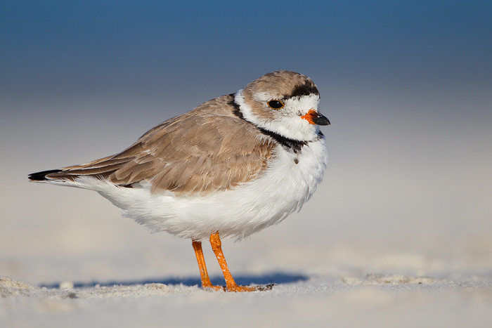 Piping Plover