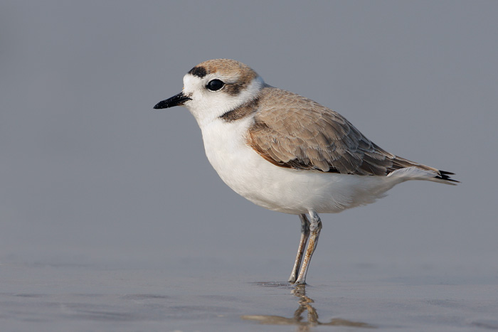 Snowy Plover