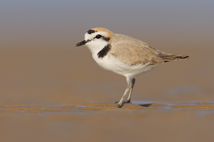 Snowy Plover