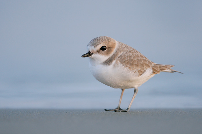 Snowy Plover