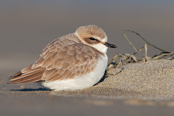 Snowy Plover