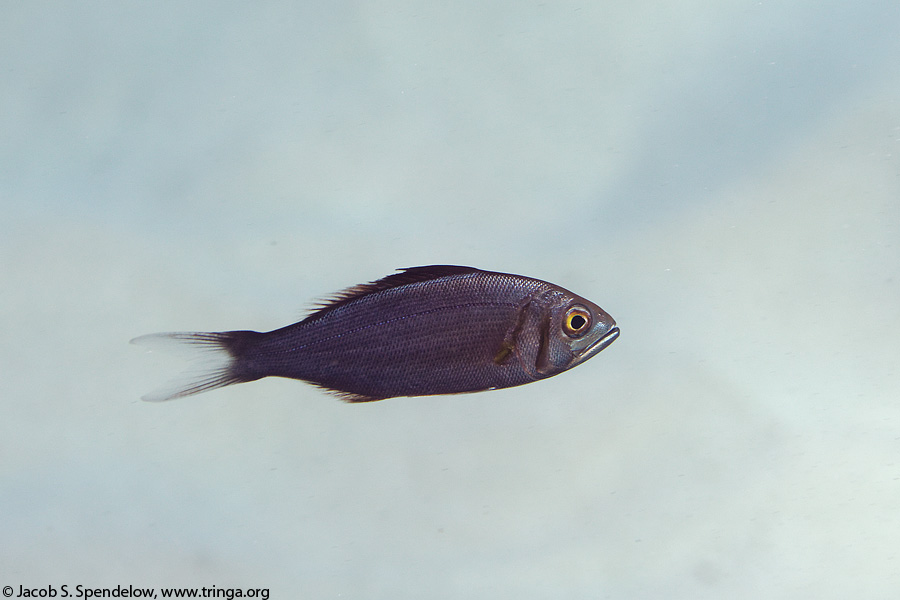 Forktail Snapper