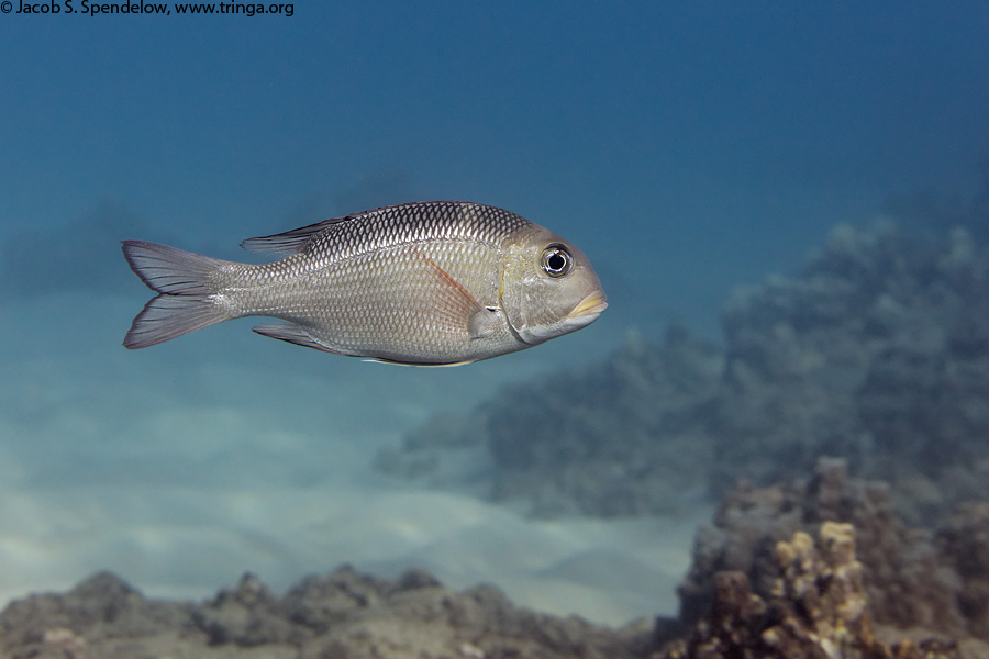 Bigeye Emperor