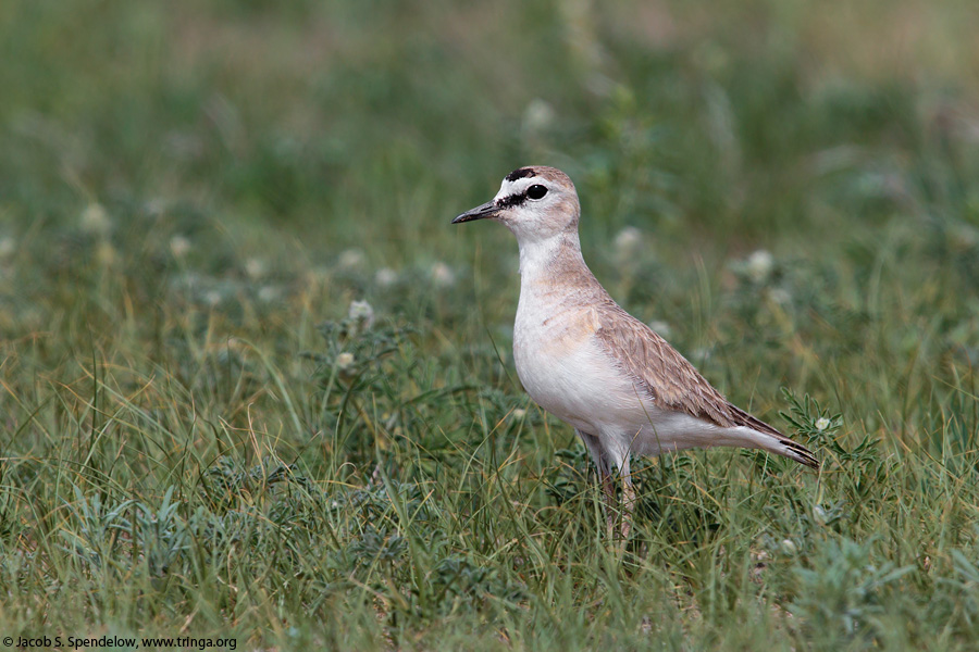 Mountain Plover