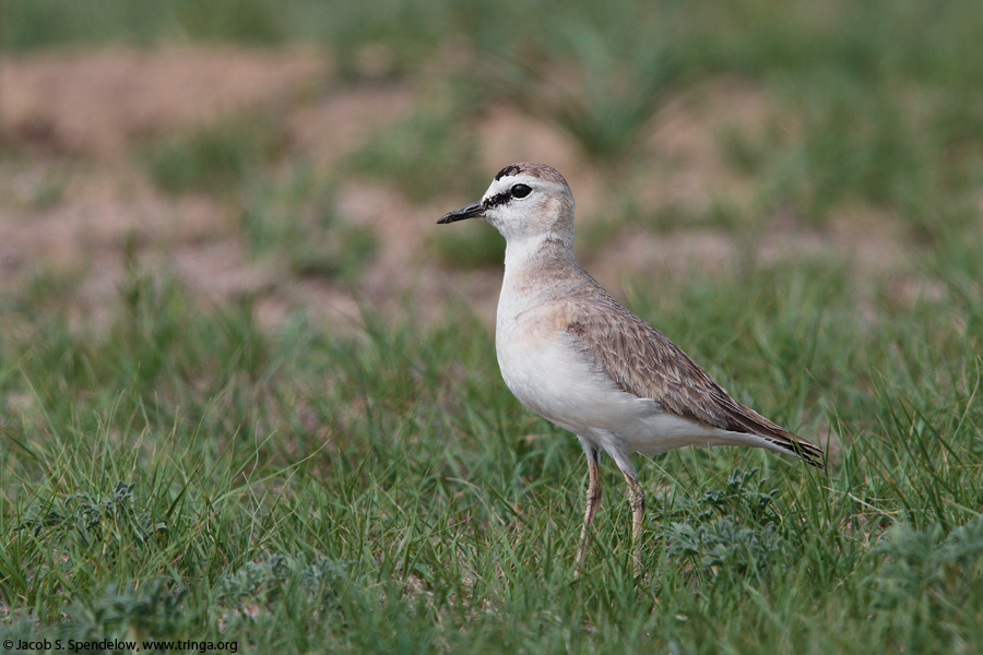 Mountain Plover