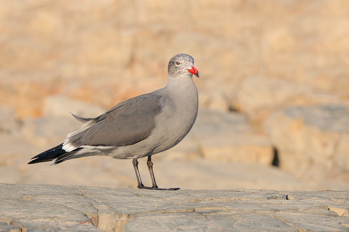 Heermann's Gull