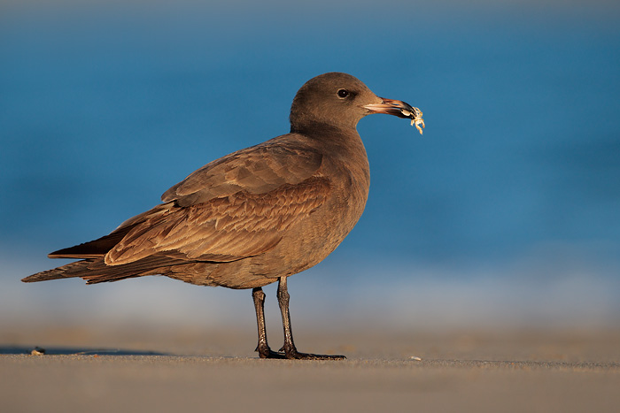 Heermann's Gull