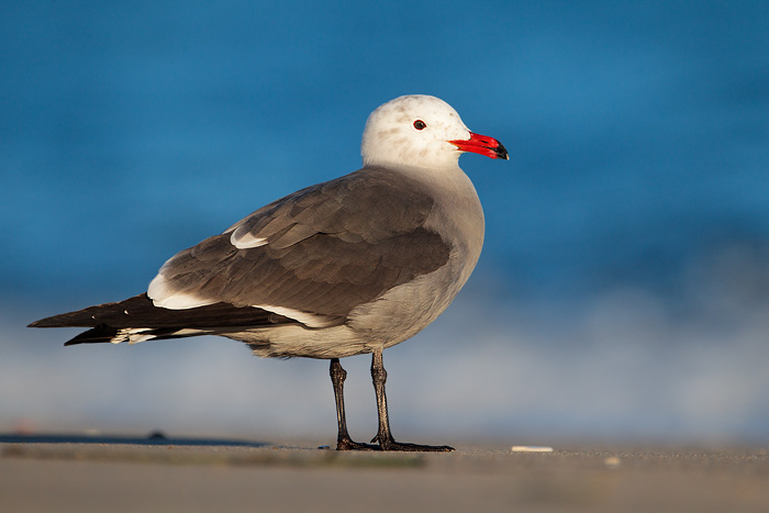 Heermann's Gull