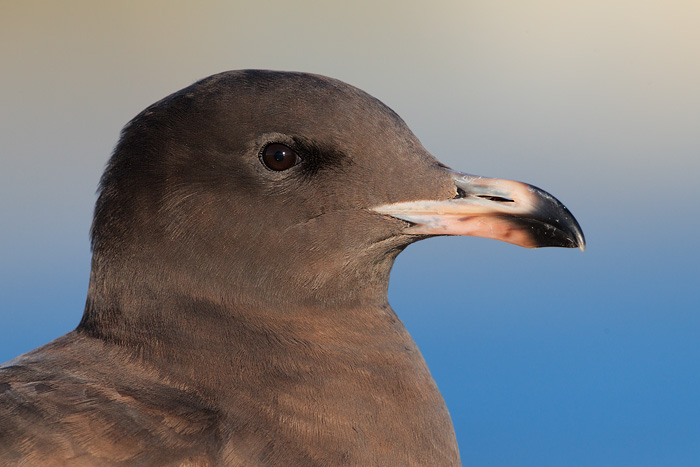 Heermann's Gull