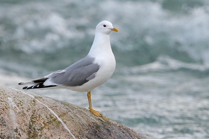 Mew Gull