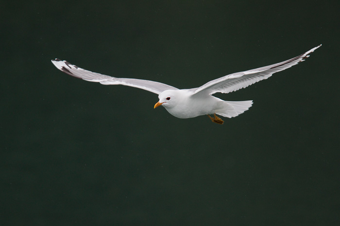 Mew Gull