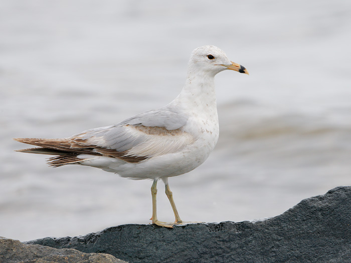 Ring-billed Gull