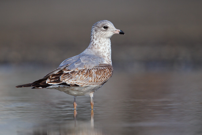 Ring-billed Gull