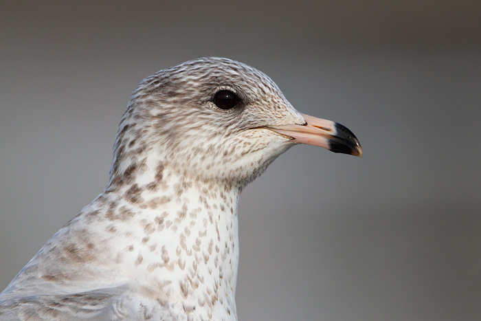 Ring-billed Gull