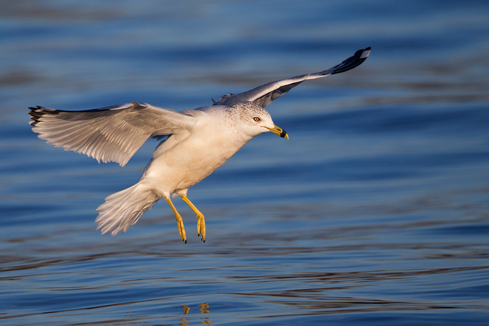 Ring-billed Gull