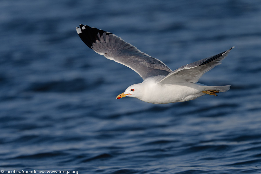 California Gull