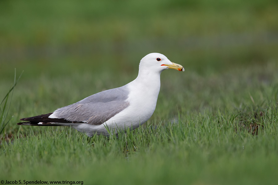 California Gull