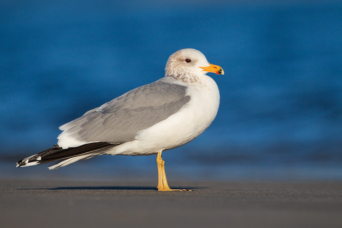 California Gull