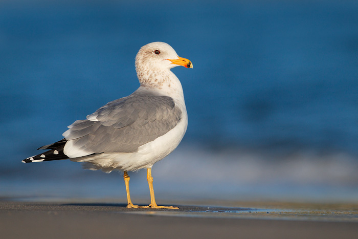 California Gull