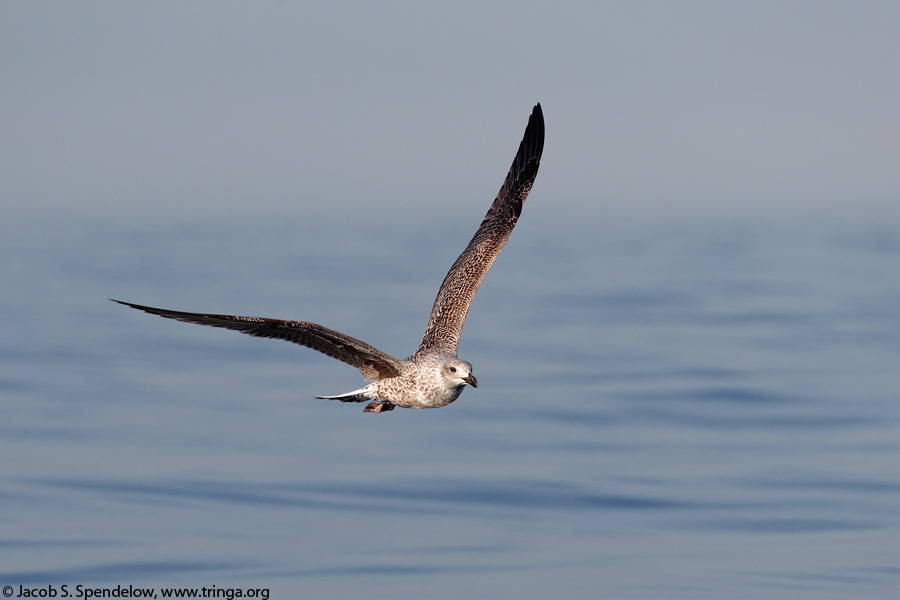 Great Black-backed Gull