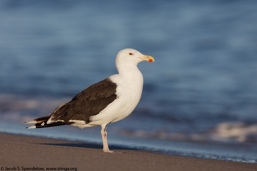 Great Black-backed Gull